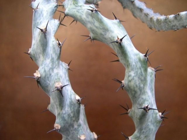 cereus_spegazzinii
